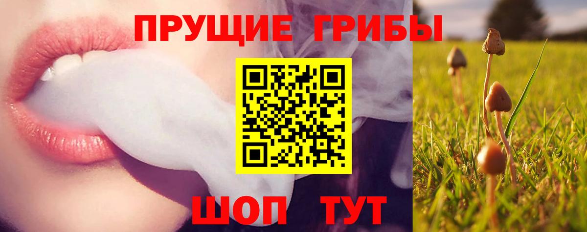 Псилоцибиновые грибы Psilocybe Егорьевск